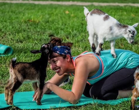 goat yoga chicago il|baby goat yoga in chicago.